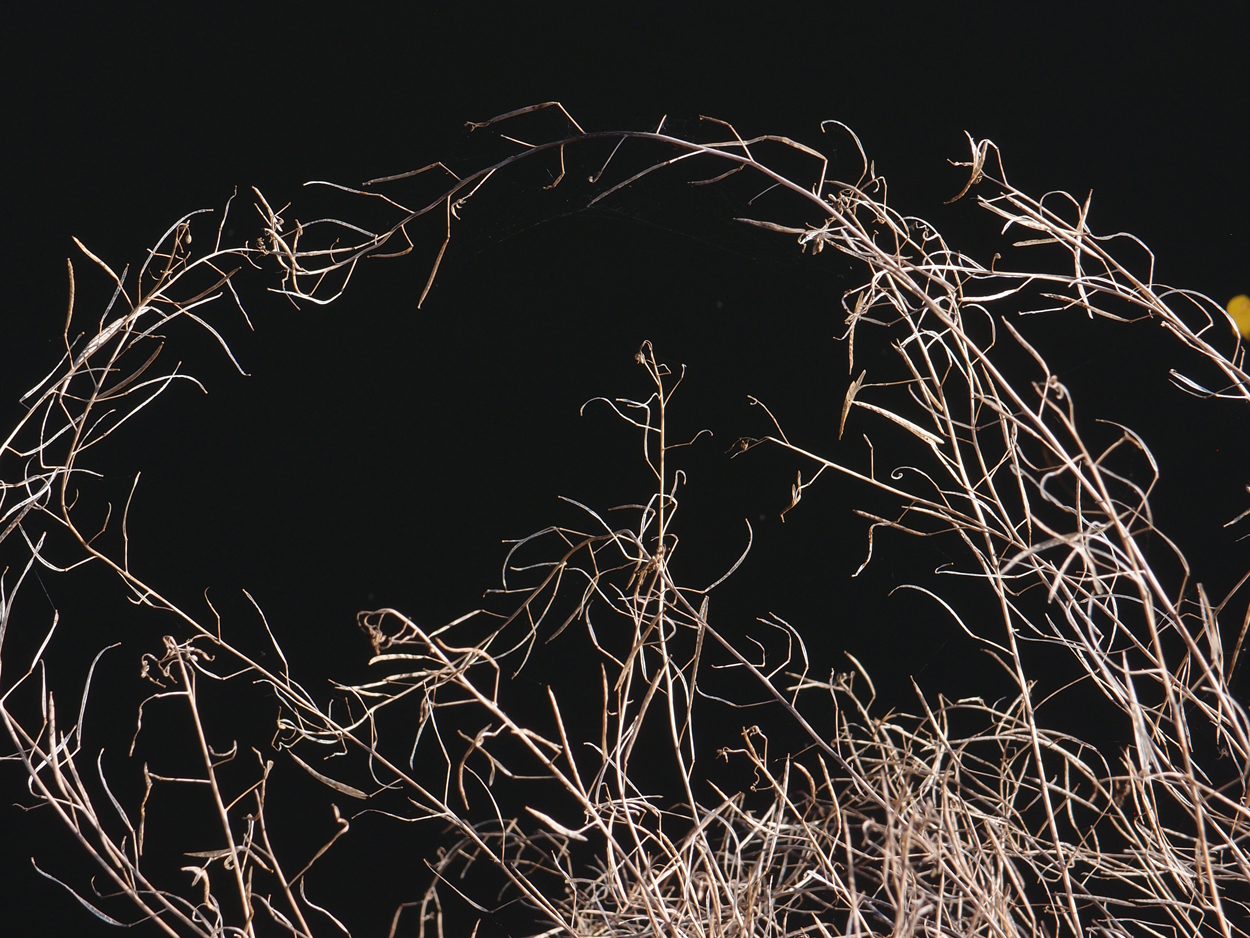 2019-10-14 Spatzen am Heckmannufer (Fieldrecording Video)